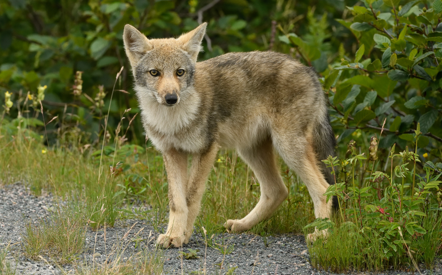 Canis latrans var. [280 mm, 1/1000 sec at f / 8.0, ISO 2000]